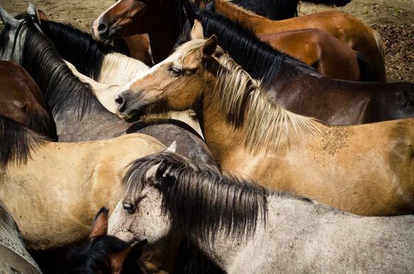 Caballos salvajes — Foto de Stock