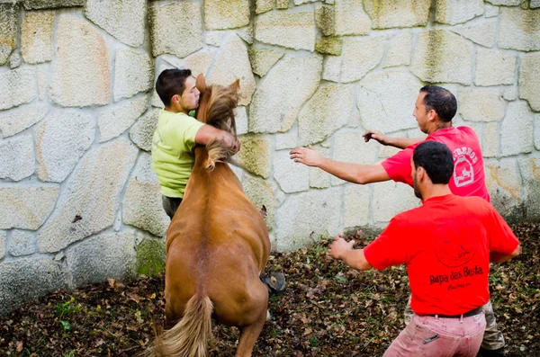 Wild Horses — Stock Photo, Image