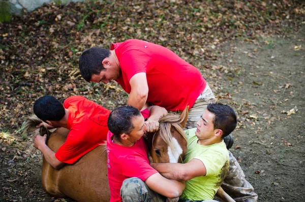 Chevaux sauvages — Photo