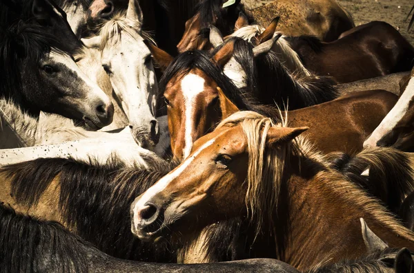 Caballos salvajes Fotos de stock libres de derechos