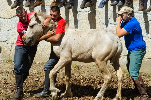 Vahşi atlar — Stok fotoğraf