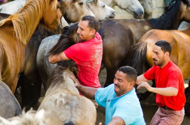 Vahşi atları ve adamları