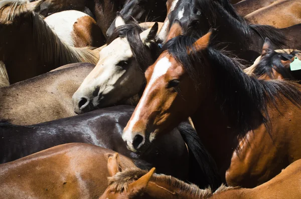 Caballos — Foto de Stock