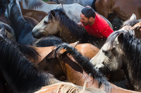 Homme et chevaux — Photo