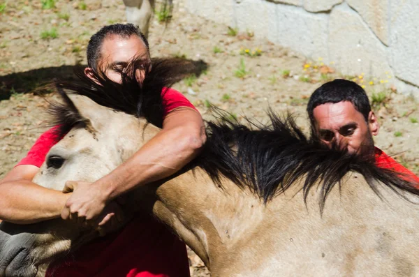 Wild horses and men — Stock Photo, Image