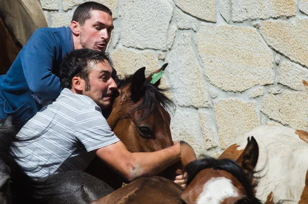 Wild horses and men — Stock Photo, Image