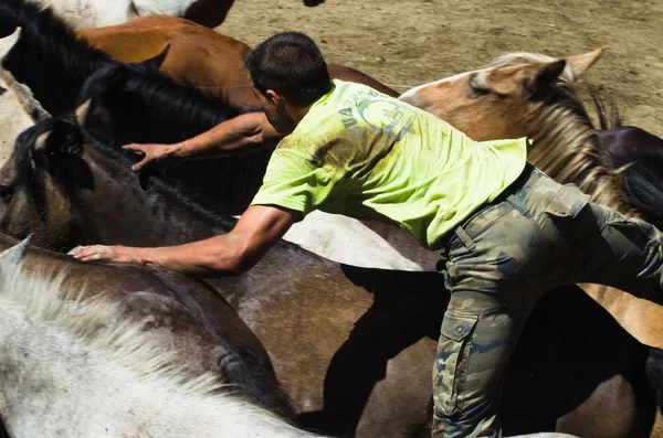 Man and horses — Stock Photo, Image