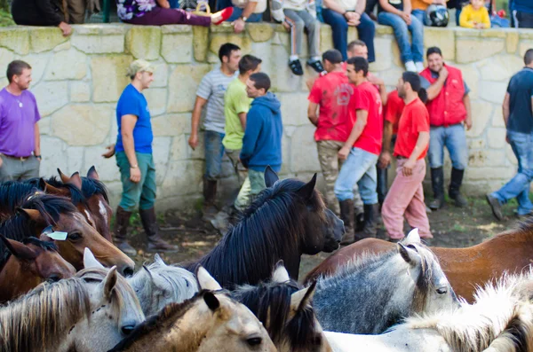 Homme et chevaux — Photo