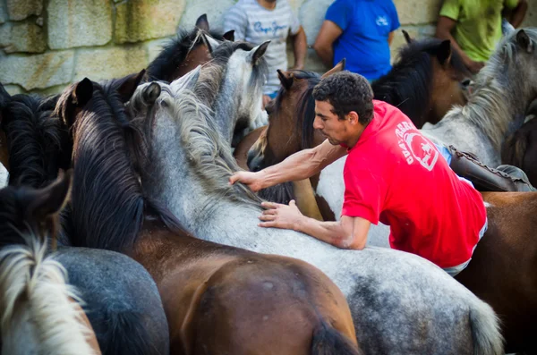 Homme et chevaux — Photo