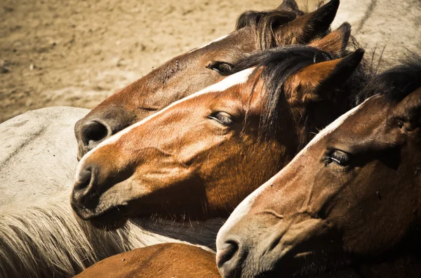 Three horse heads — Stock Photo, Image