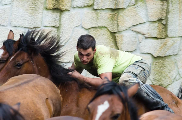 Člověka a koně — Stock fotografie