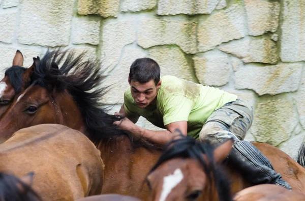 Homme et chevaux — Photo