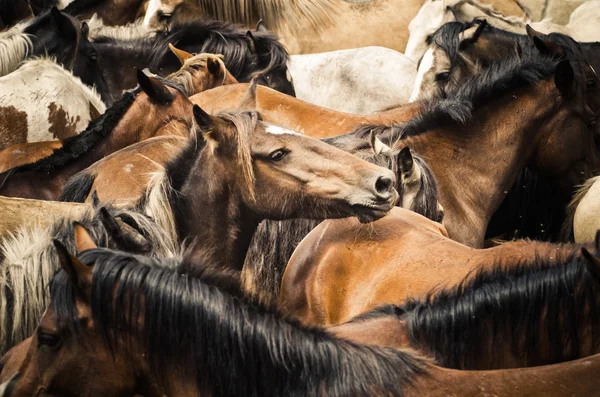 Horses — Stock Photo, Image