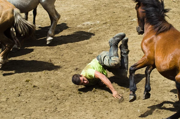 Hombre y caballos — Foto de Stock