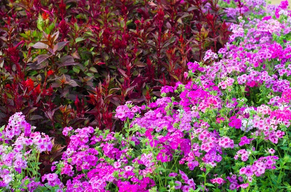 Hermosas flores de cerca —  Fotos de Stock