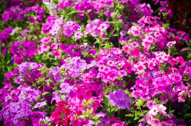 Güzel çiçekler kapanıyor.