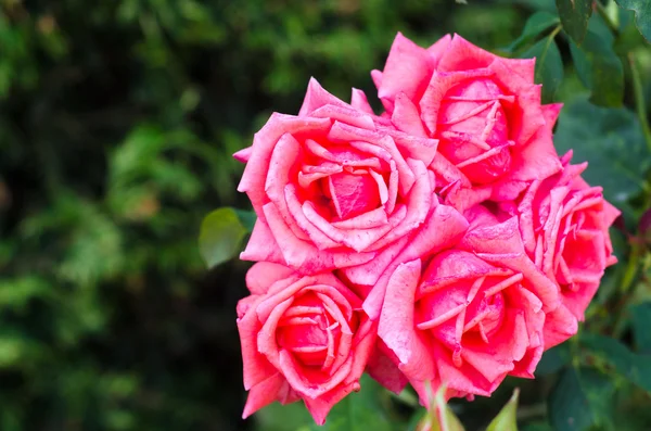 Beautiful roses — Stock Photo, Image