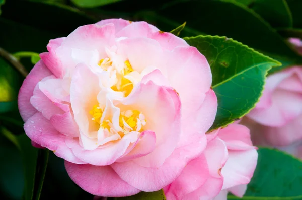 Camellia — Stock Photo, Image