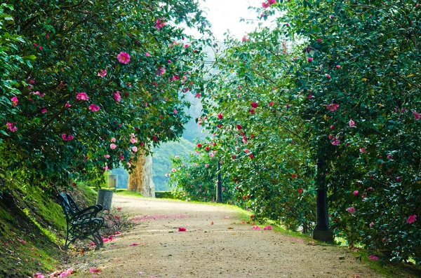 Kamelya Bahçe — Stok fotoğraf