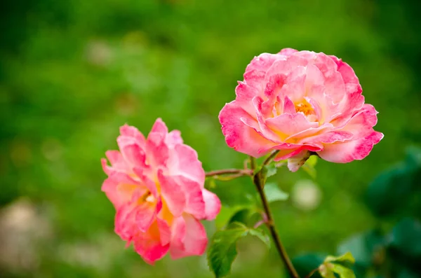 Rosas. — Foto de Stock