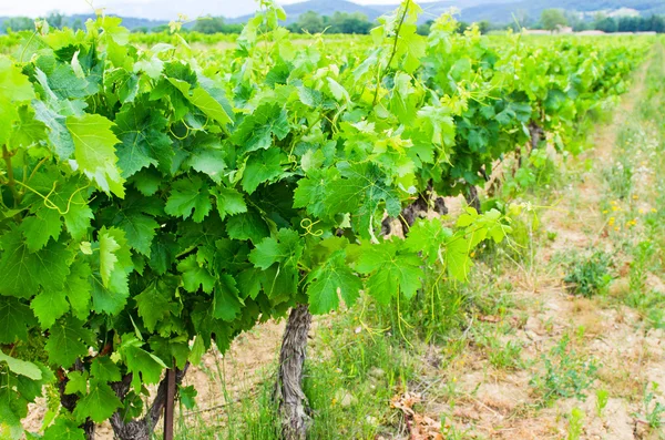 Vineyard — Stock Photo, Image