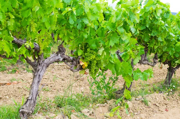 Vineyard — Stock Photo, Image