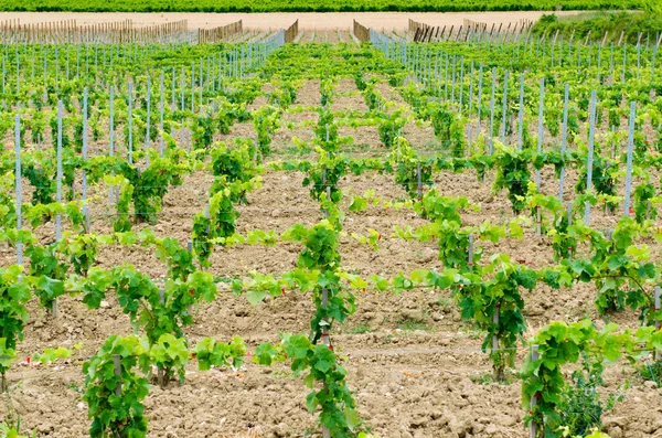 Vineyard — Stock Photo, Image