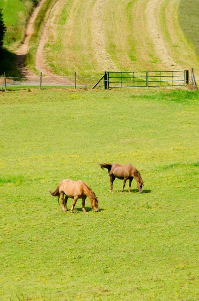 Zona rural. — Foto de Stock