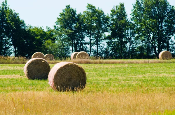 Pacas de paja — Foto de Stock