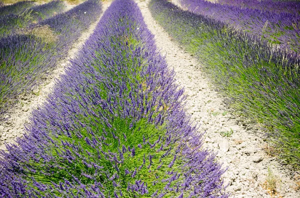 Provence — Stock Photo, Image
