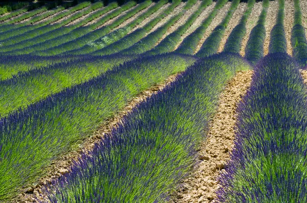 Provence — Stock Photo, Image