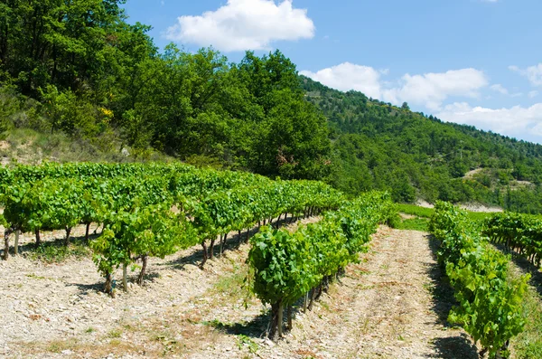 Weinberg — Stockfoto