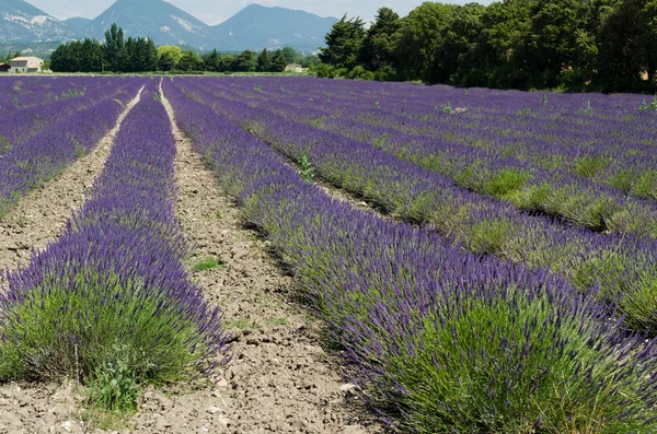 Provence — Stock Photo, Image