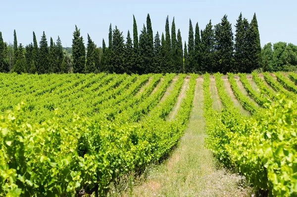 Vineyard — Stock Photo, Image