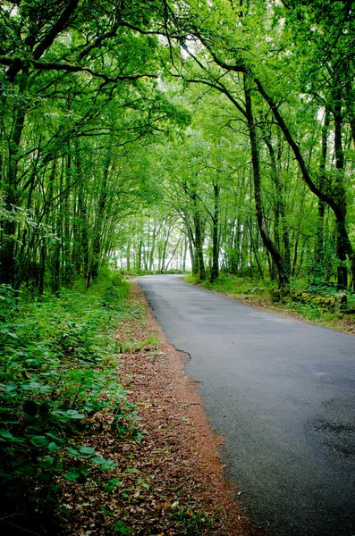 Orman ve yol