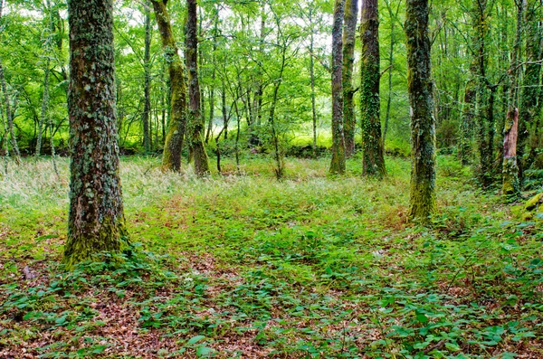 Wald — Stockfoto