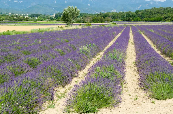 Lavender fields — Stock Photo, Image