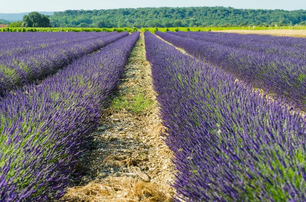 Lavender fields — Stock Photo, Image