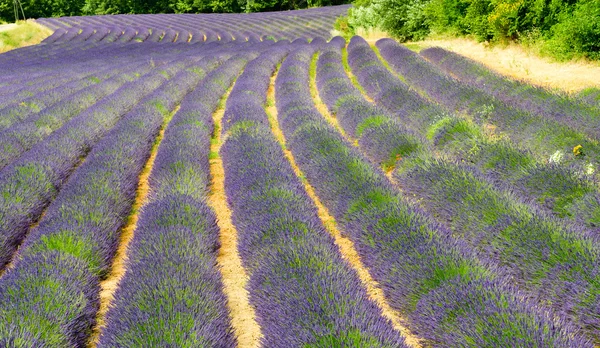 Lavender fields — Stock Photo, Image