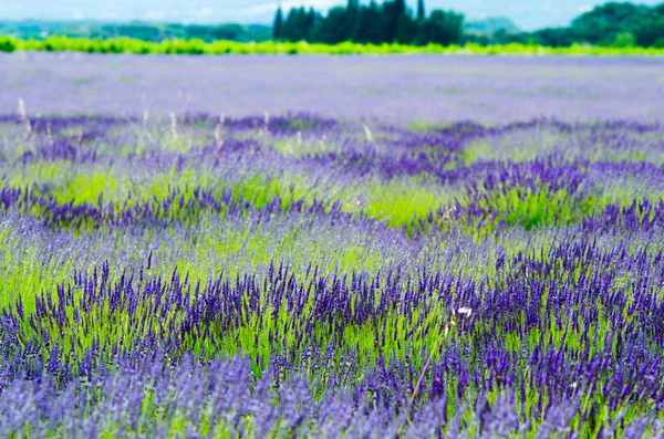 Lavender fields — Stock Photo, Image