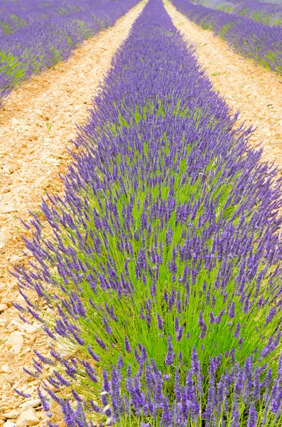 Lavender fields — Stock Photo, Image