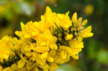 Ulex europaeus