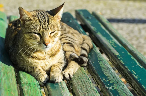 Gatinho bonito — Fotografia de Stock