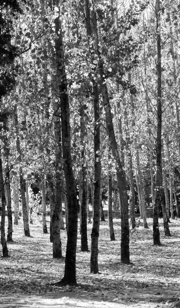 Bosque de tilo en Portugal — Foto de Stock