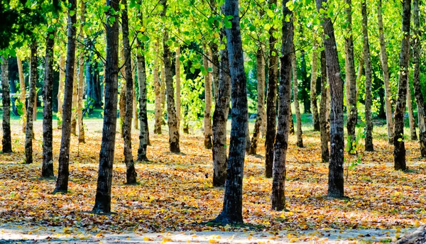 Linden skog i Portugal — Stockfoto