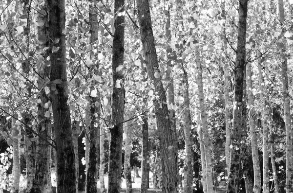 Linden bos in Portugal — Stockfoto