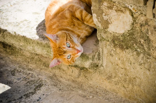 Gato tomando el sol en la calle —  Fotos de Stock