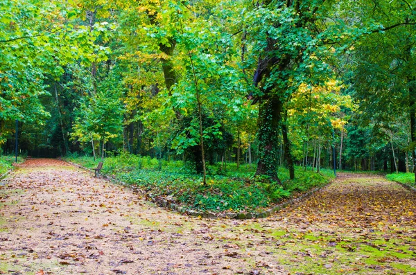 Jardín con dos caminos — Foto de Stock