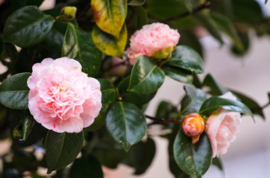 Güzellik Kamelya çiçekler