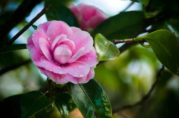 Schoonheid roze Camellia bloemen — Stockfoto